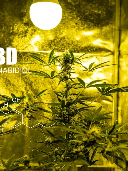 growing marijuana in an tent  indoors. Recreational cannabis in 2019