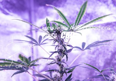 Esrar trichomes çiçekli bitki üzerinde. Esrar tomurcukları içinde CBD öğeleri 