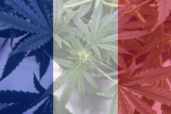 
medicinal cannabis use in France for recreational . France cannabis news in 2019