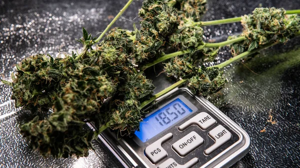 Weighing marijuana buds on a scale. Fresh cannabis harvest stock photo