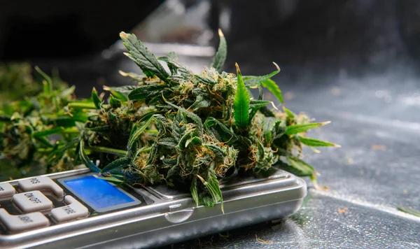 Colheita de cannabis fresca para uso médico. EUA planos de maconha — Fotografia de Stock