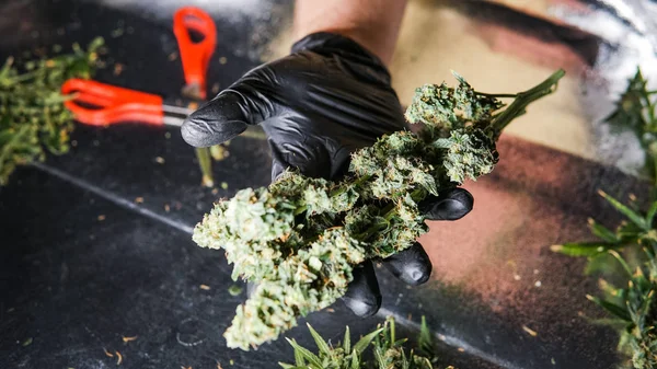Nya medicinska stammar marijuana. — Stockfoto