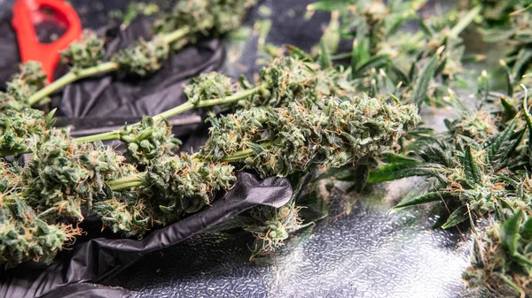 Trimma blommande knoppar av medicinsk marijuana i närbild. — Stockfoto