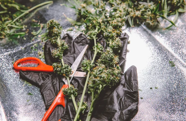 Trimmen van de bloeiende toppen van de medische marihuana in close-up. — Stockfoto