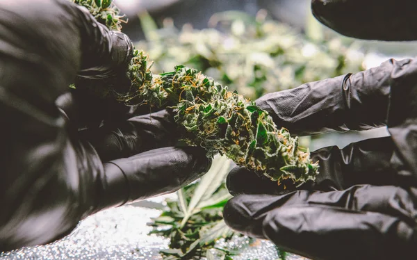 Yeni Tıbbi Esrar suşları. 