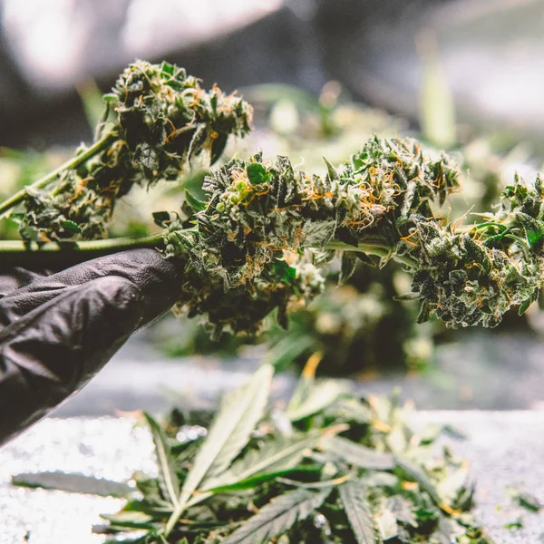 Färsk marijuana knoppar i mans händer. Färsk cannabis skörd — Stockfoto