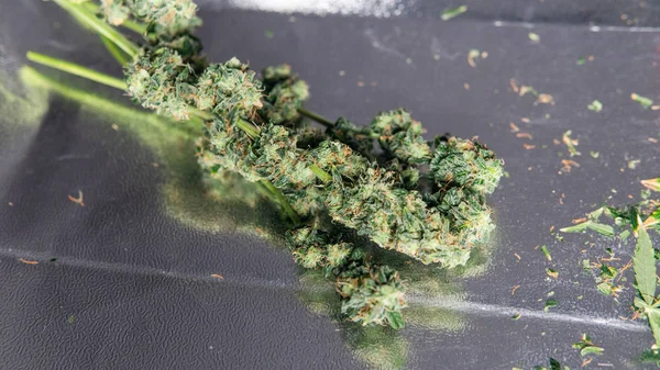 Fresh cannabis harvest for medical use. USA marijuana plans — Stock Photo, Image