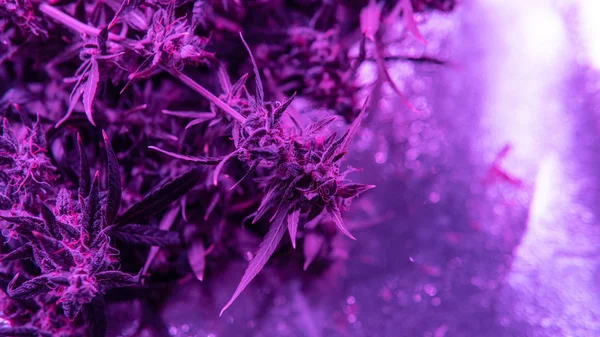 大麻植物近距离室内生长. — 图库照片