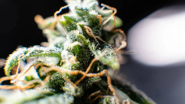 De oogst van de verse cannabis voor medicinaal gebruik. USA marihuana plannen — Stockfoto