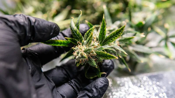 Taze esrar tomurcukları mans eller. Taze kenevir hasat 