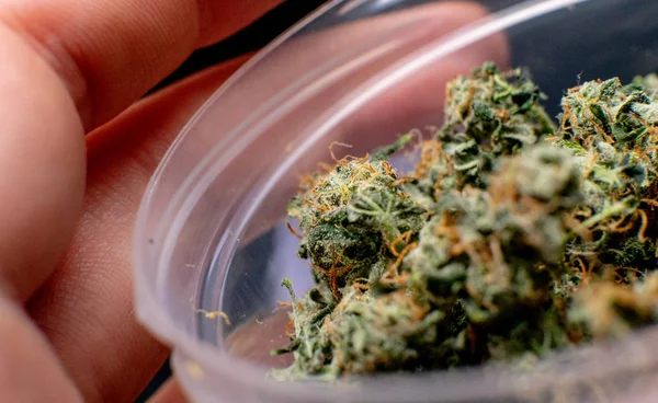 Yeni Tıbbi Esrar suşları. 