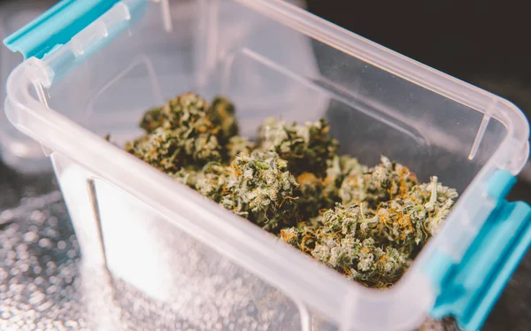 Cannabis Plantenharen Close Medische Oogst — Stockfoto