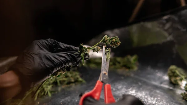 Trimmen van de bloeiende toppen van de medische marihuana in close-up. — Stockfoto