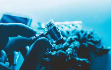 bir mikroskop yakın çekim yoluyla marihuana. 