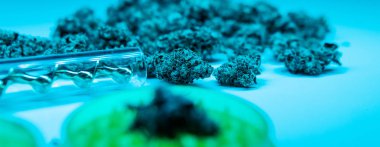 Esrar taze hasat. Esrar kapalı büyüyen 