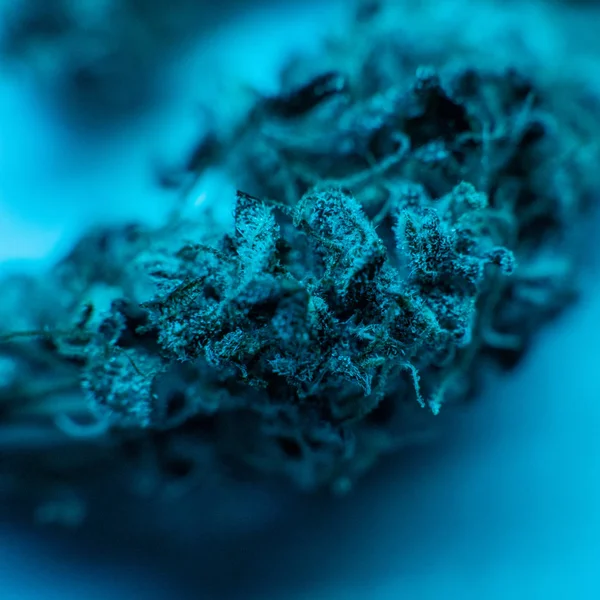 Estirpes médicas de marijuana em detalhes. Tricomas em close-up — Fotografia de Stock