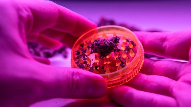 değirmeni marihuana tomurcukları içinde. Esrar zorlanma 
