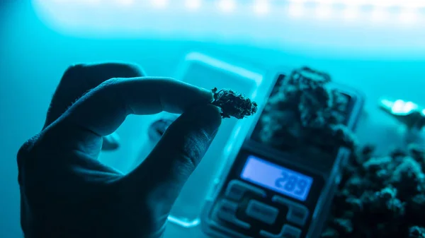 スーパーマクロビューで大麻の芽。2019年の医療用合法マリファナ — ストック写真