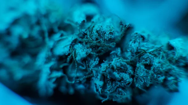 Botões de canábis em vista macro super. Maconha medicinal legal em 2019 — Fotografia de Stock