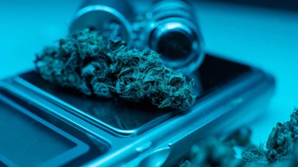 Estirpes médicas de marijuana em detalhes. Tricomas em close-up — Fotografia de Stock