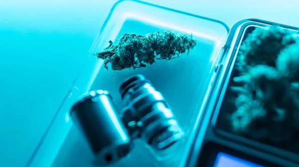 Botões de canábis em vista macro super. Maconha medicinal legal em 2019 — Fotografia de Stock