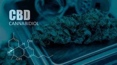 Cannabidiol Cbd Esrar suşları içinde. İnsanlar için tıbbi esrar 