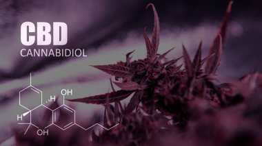 Cannabidiol Cbd Esrar suşları içinde. İnsanlar için tıbbi esrar 