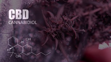 Cannabidiol Cbd Esrar suşları içinde. İnsanlar için tıbbi esrar 