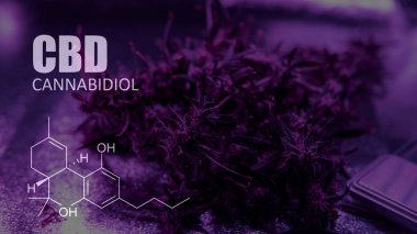 Cannabidiol Cbd Esrar suşları içinde. İnsanlar için tıbbi esrar 