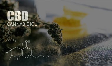 Cannabidiol Cbd Esrar suşları içinde. İnsanlar için tıbbi esrar 