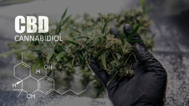 Cannabidiol Cbd Esrar suşları içinde. İnsanlar için tıbbi esrar 