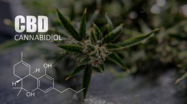 Cannabidiol Cbd Esrar suşları içinde. İnsanlar için tıbbi esrar 