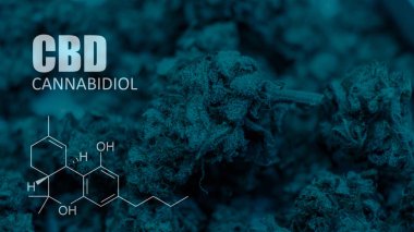 Cannabidiol Cbd Esrar suşları içinde. İnsanlar için tıbbi esrar 