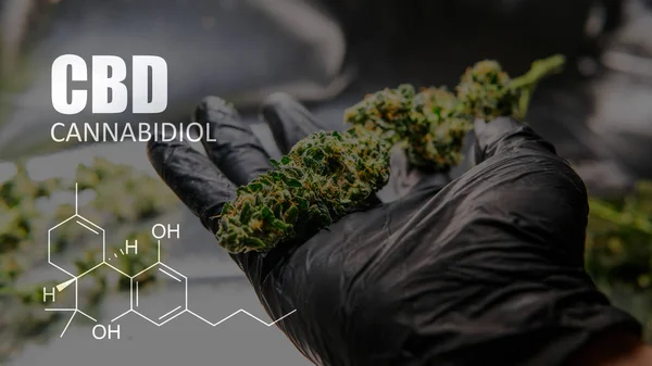 Cannabidiol CBD en cepas de marihuana. Cannabis medicinal para personas — Foto de Stock