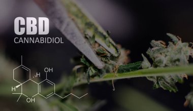 Cannabidiol Cbd Esrar suşları içinde. İnsanlar için tıbbi esrar 