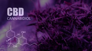 Cannabidiol Cbd Esrar suşları içinde. İnsanlar için tıbbi esrar 