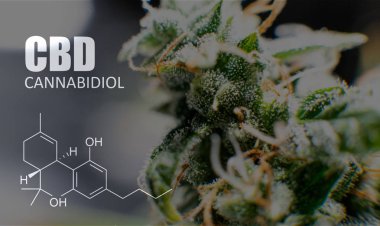 Cannabidiol Cbd Esrar suşları içinde. İnsanlar için tıbbi esrar 