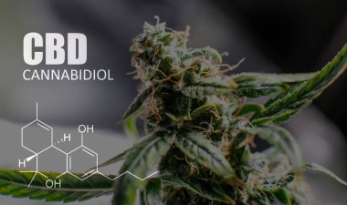 Cannabidiol Cbd Esrar suşları içinde. İnsanlar için tıbbi esrar 