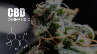 Cannabidiol Cbd Esrar suşları içinde. İnsanlar için tıbbi esrar 