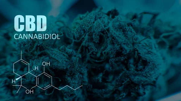 Cannabidiol CBD en cepas de marihuana. Cannabis medicinal para personas —  Fotos de Stock