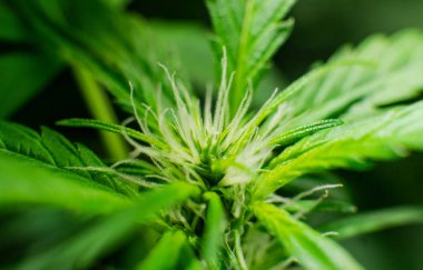 Makro fotoğraf esrar tomurcukları ayrıntılarda. Tıbbi esrar düz