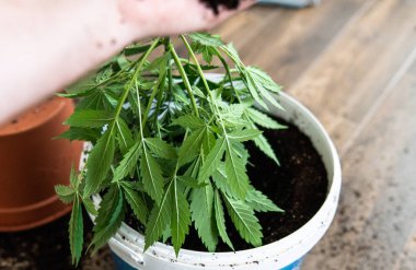 tıbbi esrar kapalı büyüyen için zemin. 