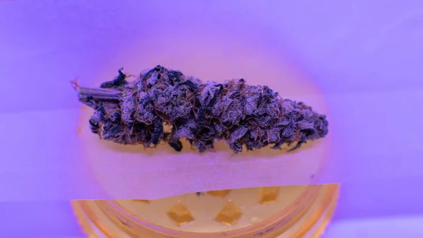 Moler brotes de marihuana para fumar en la articulación. Polvo de cannabis transparente — Foto de Stock