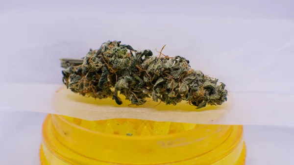 Colheita de marijuana recreativa fresca. Tricomas poder e outros elementos THC CBD — Fotografia de Stock