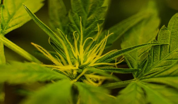 Uprawa marihuany kryty. Rosną namiot dla uprawy konopi indyjskich — Zdjęcie stockowe