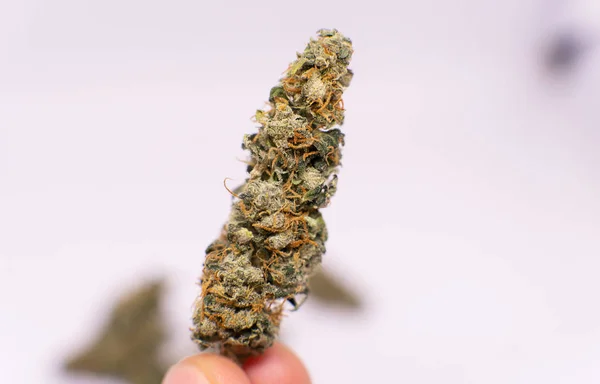 Cosecha de marihuana fresca y recreativa. Tricomas poder y otros elementos THC CBD — Foto de Stock