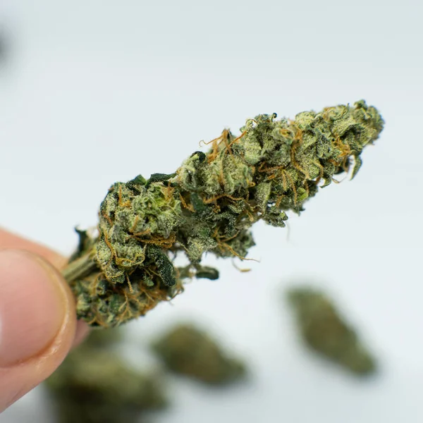 Verse oogst voor recreatieve marihuana. Schubben macht e.a. elementen Thc Cbd — Stockfoto