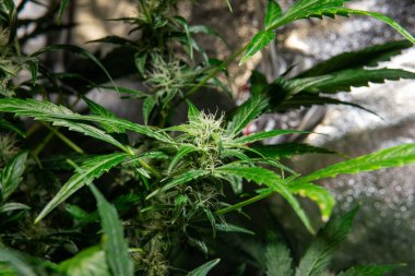 taze çiçekli esrar tomurcukları. Esrar kadın bitki