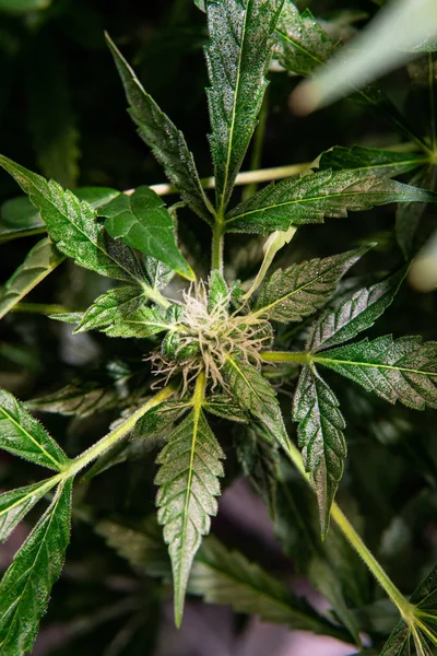 Floração de cannabis em close-up. Resolução de Histórias Insta — Fotografia de Stock