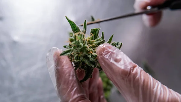 Prune Marijuana Bitkiler yolları. Hasat ve İşleme Ticari esrar